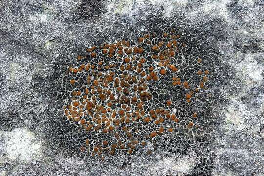 Image of orange lichen