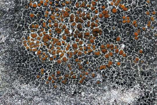 Image of orange lichen