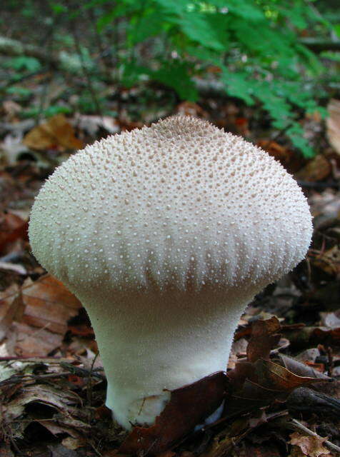 Imagem de Lycoperdon