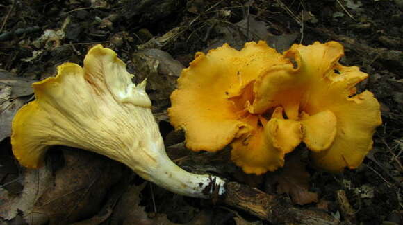 Image of Cantharellus lateritius (Berk.) Singer 1951