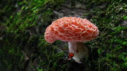 Image of Rhodotus