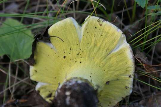 Sivun Hypomyces luteovirens (Fr.) Tul. & C. Tul. 1860 kuva