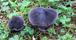 Image of Tylopilus