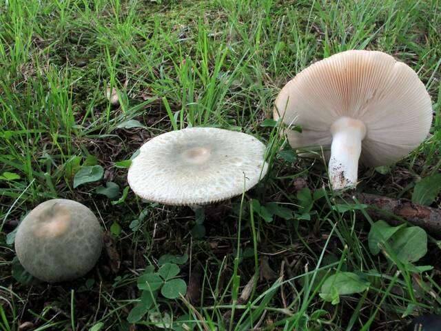 Image of Russula parvovirescens Buyck, D. Mitch. & Parrent 2006