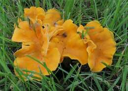 Image of Cantharellus lateritius (Berk.) Singer 1951