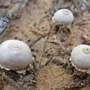 Image of Tulostoma pulchellum Sacc. 1890