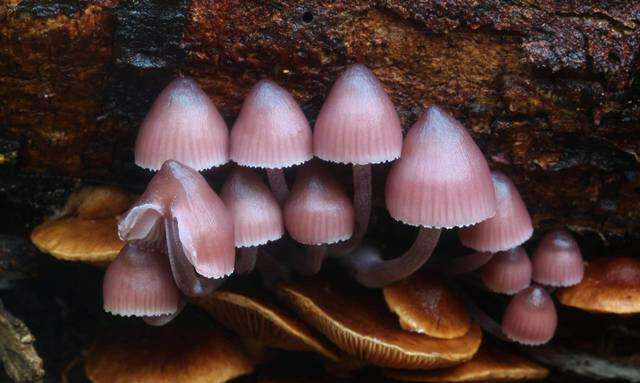 Mycena clarkeana Grgur. 1997 resmi