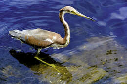 Image de Aigrette tricolore