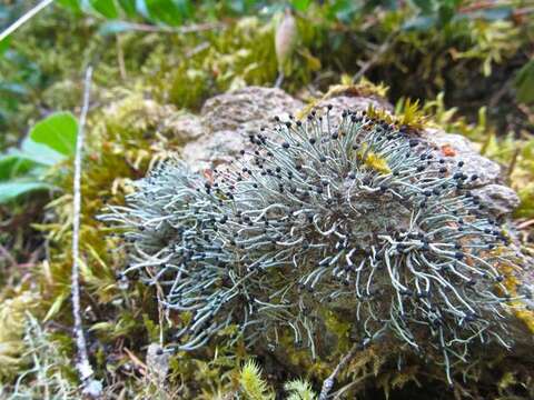 Image of nail lichen