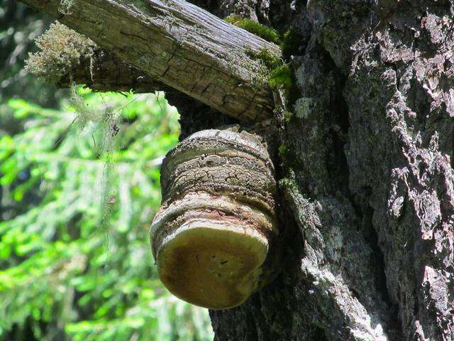 Image of Fomitopsis