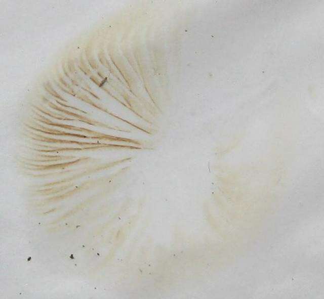 Image of Agrocybe