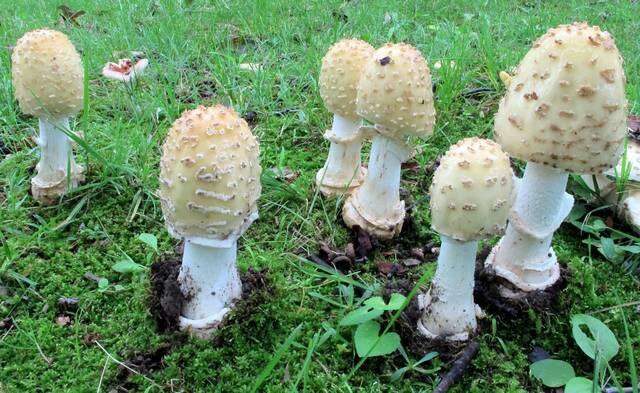 Image of Amanita velatipes G. F. Atk. 1900