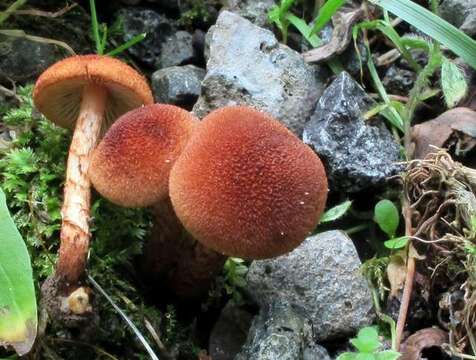 Inocybe unicolor Peck 1898 resmi