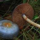 صورة Cortinarius rotundisporus Cleland & Cheel 1918