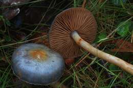 Image of Cortinarius rotundisporus Cleland & Cheel 1918