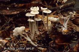 Image of Mycena odorifera (Peck) Sacc. 1887