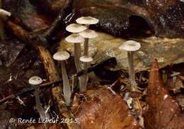 Image of Mycena odorifera (Peck) Sacc. 1887