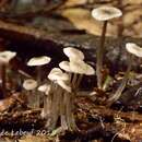 صورة Mycena odorifera (Peck) Sacc. 1887