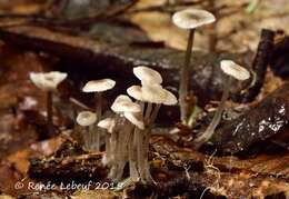 Image of Mycena odorifera (Peck) Sacc. 1887