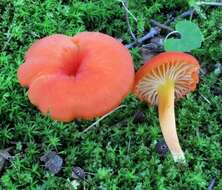 Image of waxcaps (fungi)