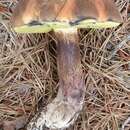 Image of <i>Boletus oliveisporus</i>