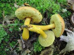 Image of Aureoboletus