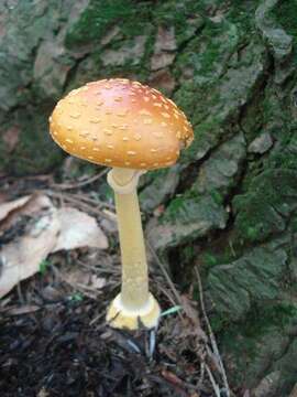 Image of Frost's amanita