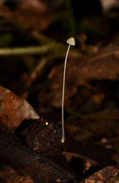 Imagem de Mycena chloroxantha Singer 1983