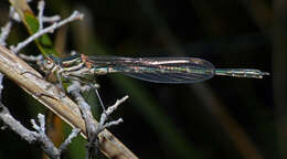 Image of Austrolestes psyche (Hagen ex Selys 1862)