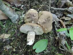 Image de Pseudotricholoma