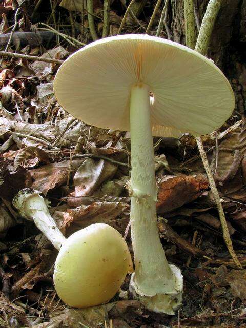 Image of Amanita velatipes G. F. Atk. 1900