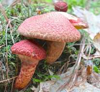 Image of Clinton’s boletus