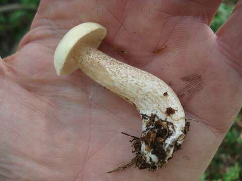 Image of Slippery white bolete