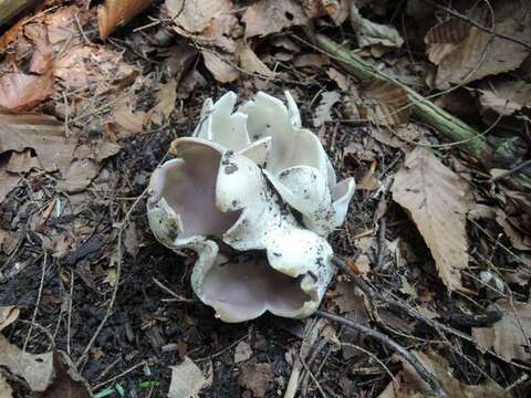 Image of cup fungi