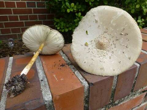 Chlorophyllum resmi