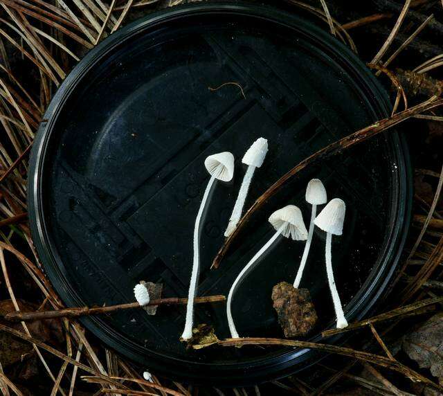 Imagem de <i>Mycena perlae</i>