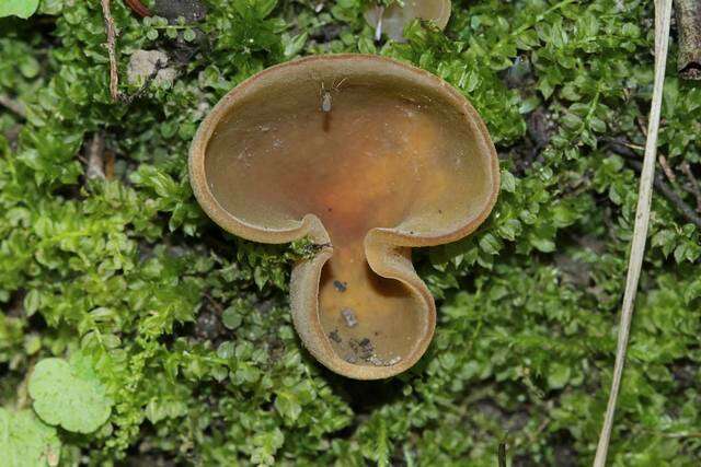 Image of cup fungi