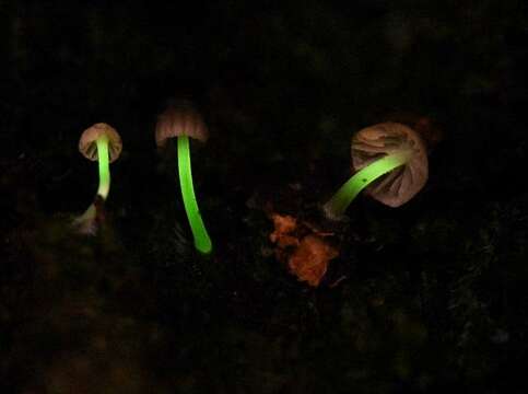 Image of <i>Mycena fulgoris</i>