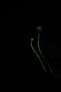 Image de <i>Mycena luxfoliicola</i>