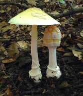 Image of Amanita velatipes G. F. Atk. 1900