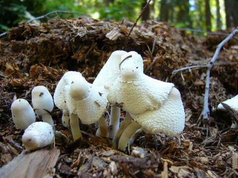 Слика од Leucocoprinus