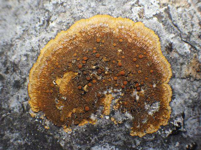 Image of Firedot lichens