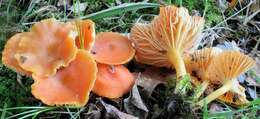 Image of waxcaps (fungi)