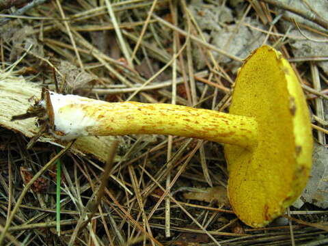 Image of Suillus americanus (Peck) Snell 1944