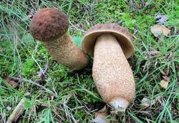 Image of Leccinum rugosiceps (Peck) Singer 1945