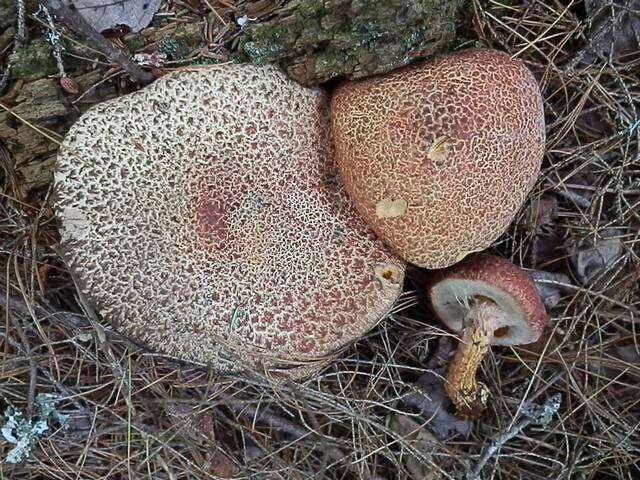 Image of Clinton’s boletus