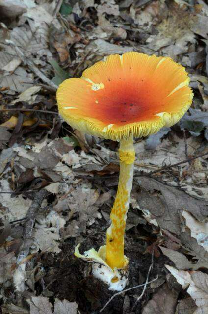 Image of American Caesar's Mushroom