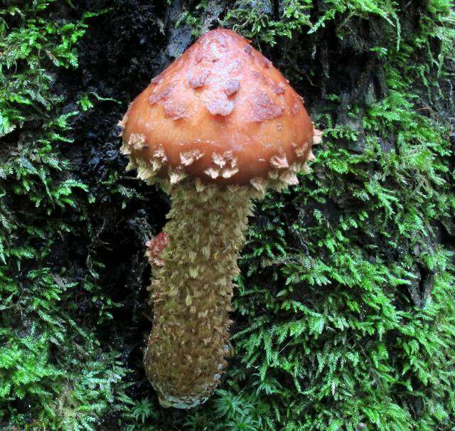 Hemistropharia resmi