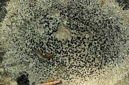 Image of lecidella lichen