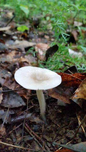 Image of Amanita farinosa Schwein. 1822